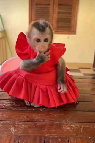 Well trained capuchin monkeys