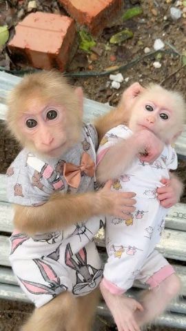 Capuchin monkeys