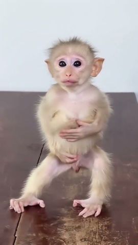 Top quality baby capuchin monkeys