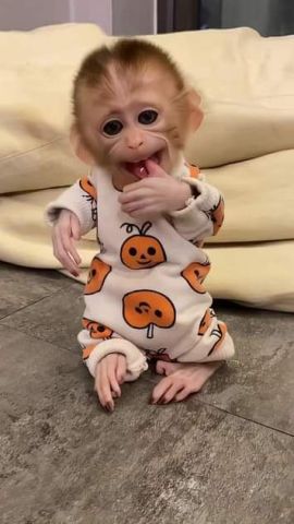 Well trained capuchin monkeys