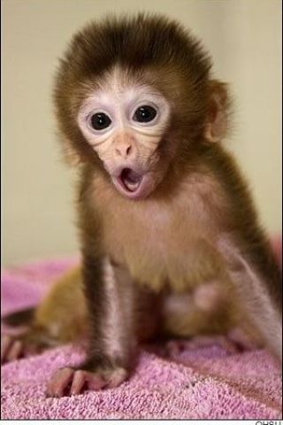 3 months old cappuchin monkey