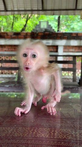 Cute little female capuchin