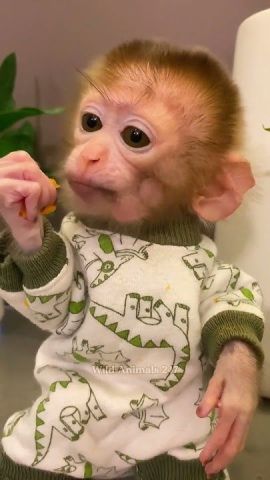 Beautiful capuchin monkey