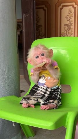 Capuchin monkey now available