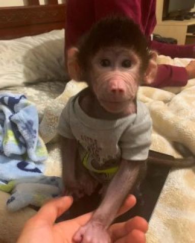 Baboon monkey for sale