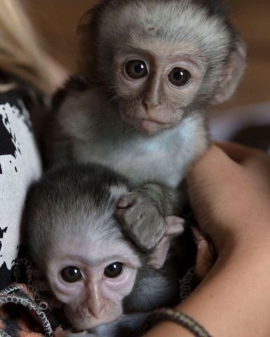 Friendly monkeys for adoption