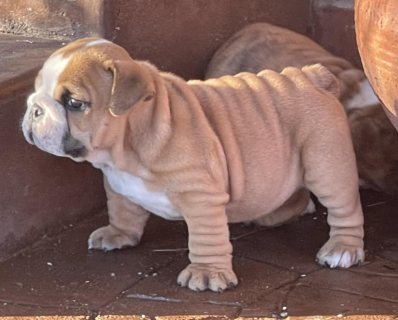 English bulldog puppies