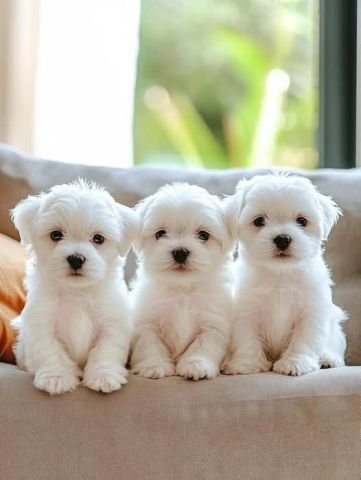 Gorgeous white coat maltese puppies