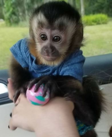 Friendly monkeys for adoption