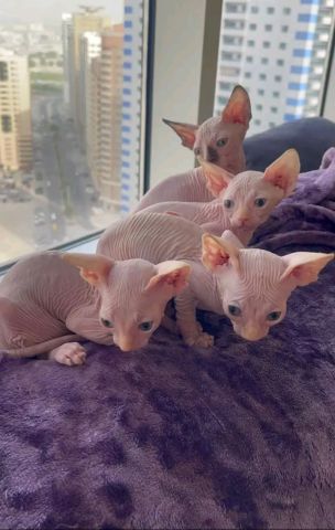 Sypnix kittens available for sale