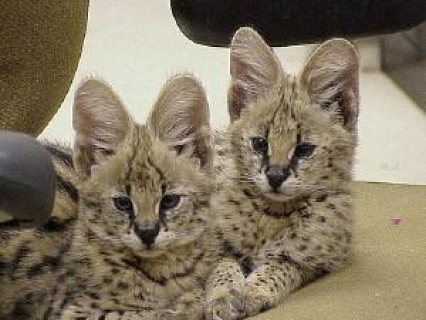 Serval Kittens for sale