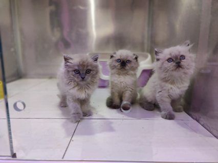 القطط الهيمالايا لطيف المتاحة