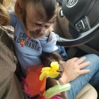 Capunchin monkeys for sale