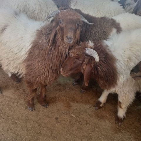 قصاب متنقل بالكويت