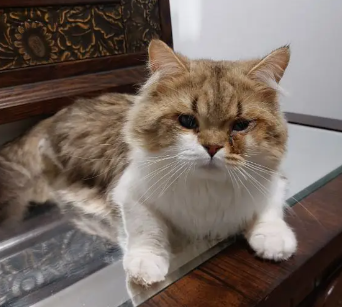 Male shirazi cat for adoption