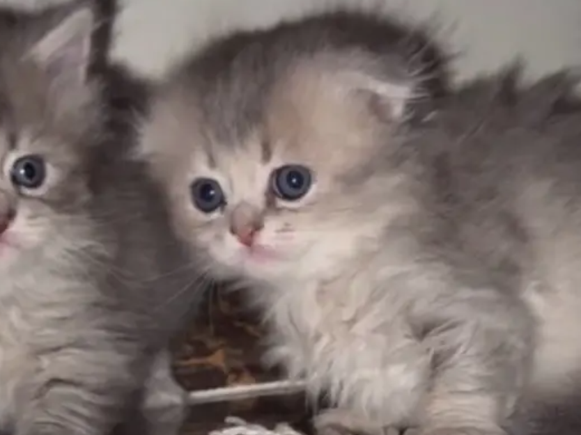 قطط سكوتش فولد نقي شيرازي