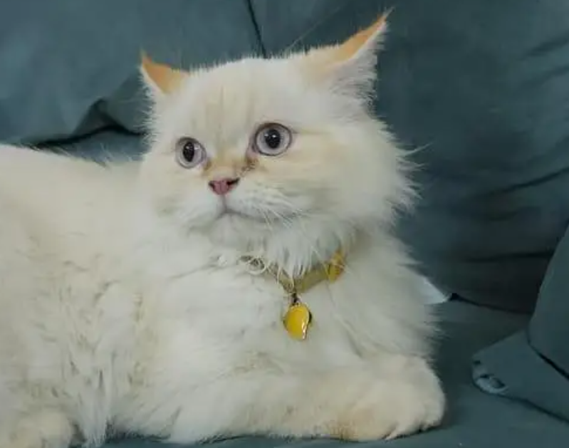 قطه انثى معقمة للتبني