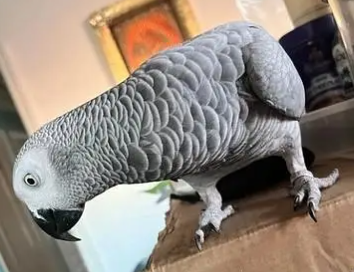 ببغاوات رمادية أفريقية