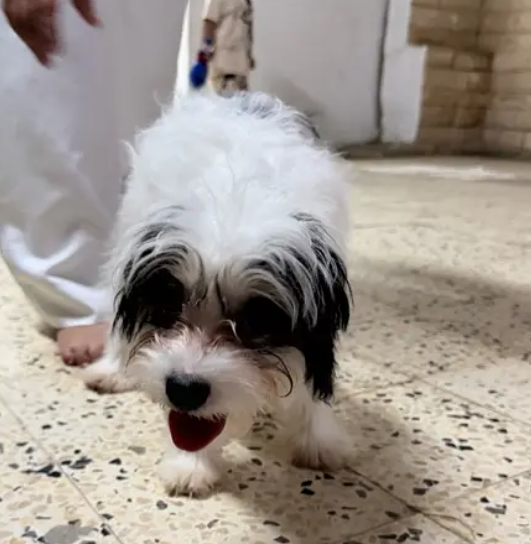 • كلب ذكر للبيع