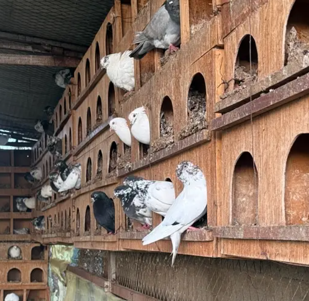 ‏حمام لاحم فرنسي