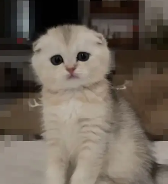 قطوة ذكر سكوتش دبل فولد