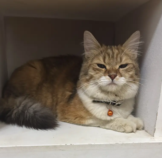 قط شيرازي مكس