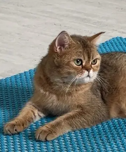 قطة سكوتش قولد للبيع