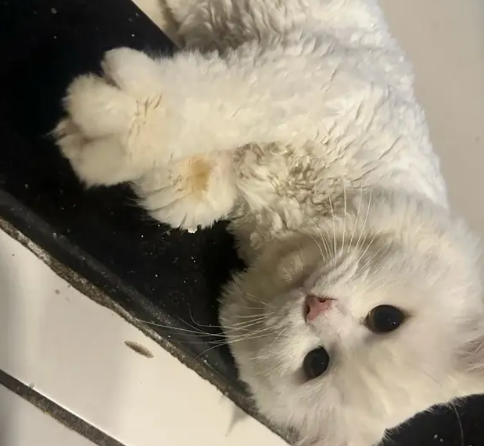 قط شيرازي للبيع