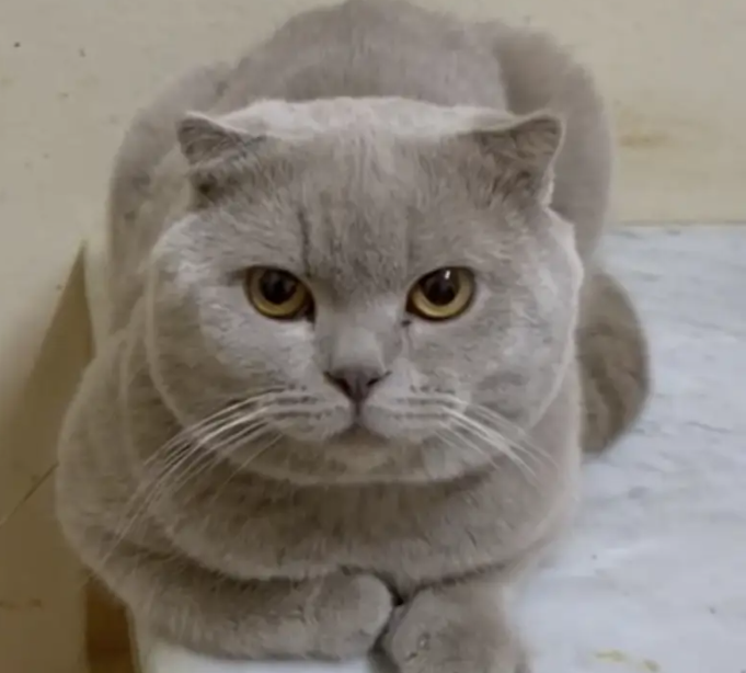 Scottish fold lilac Male Alpha