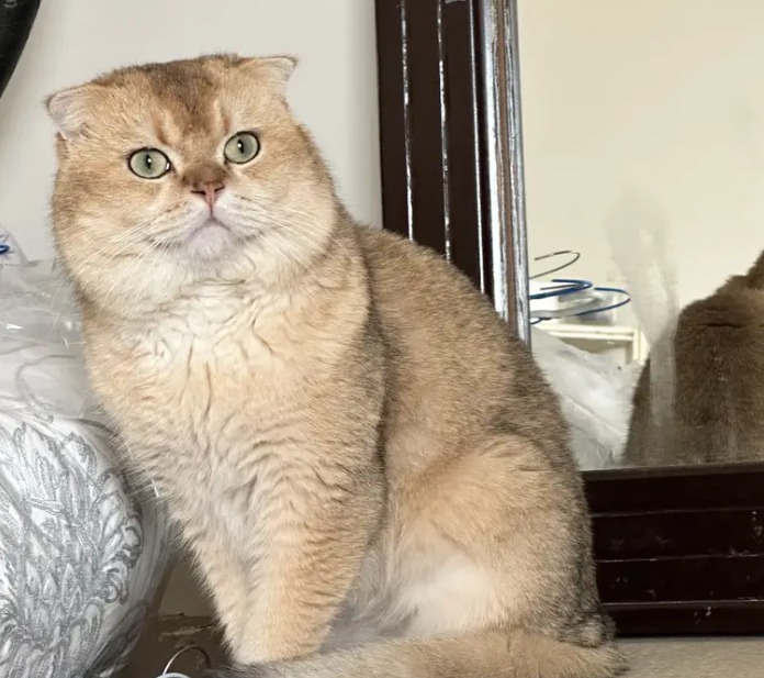 Gold Scottishfold Alpha Male