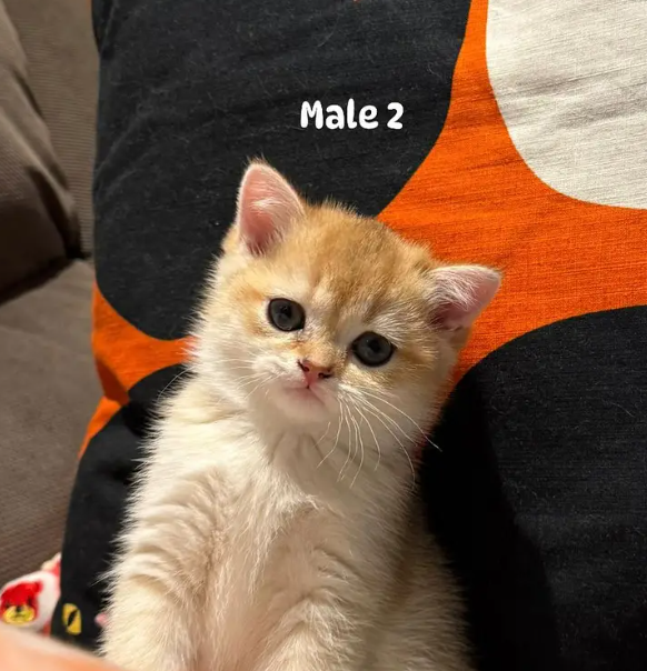 Golden british shorthair kitten