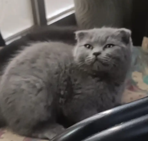 Scottish fold blue Male