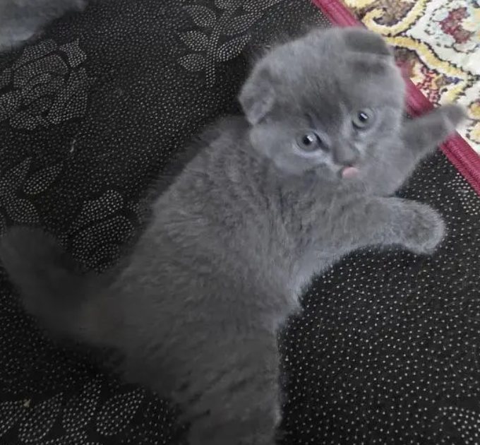 قطط سكوتش فولد للبيع