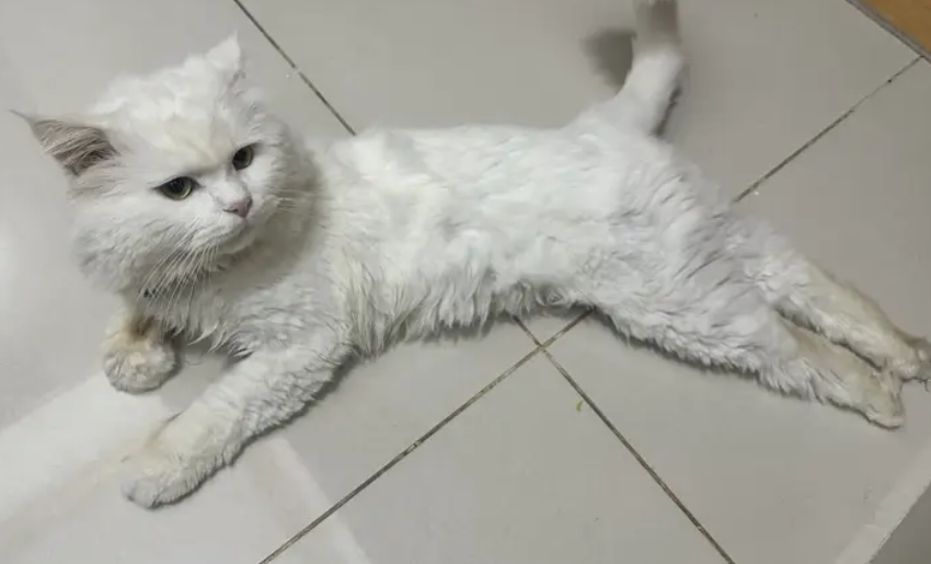 قط شيرازي للبيع