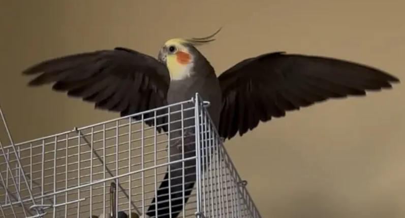 طيور كروان للبيع