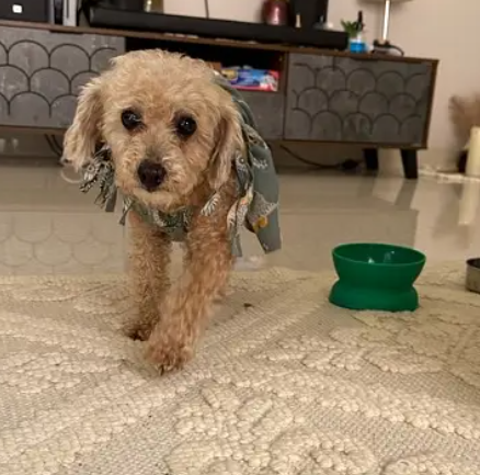 انثى بودل للبيع