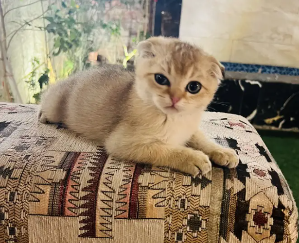 قطط اسكوتش فولد