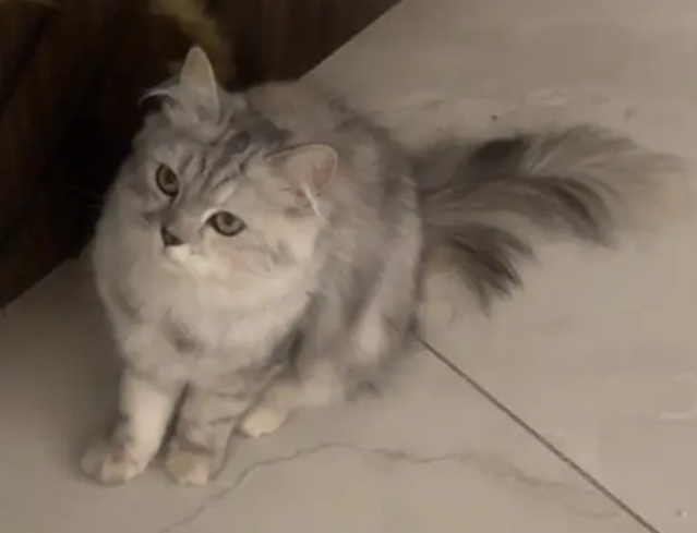 قطة شيرازيه للبيع