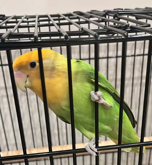 Lovebird Single with cage