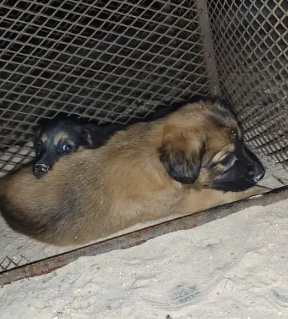 كلب للتبني ب دون رسوم