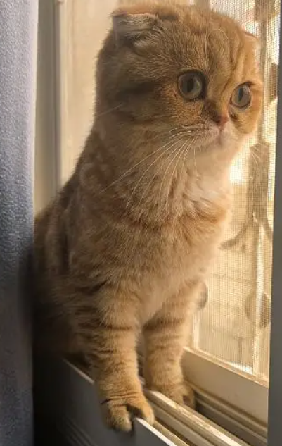 قطه سكوتش فولد جولدن نادرة للبيع