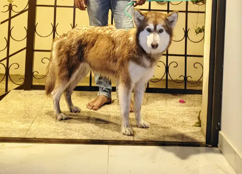 كلب هاسكي سيبيري للبيع