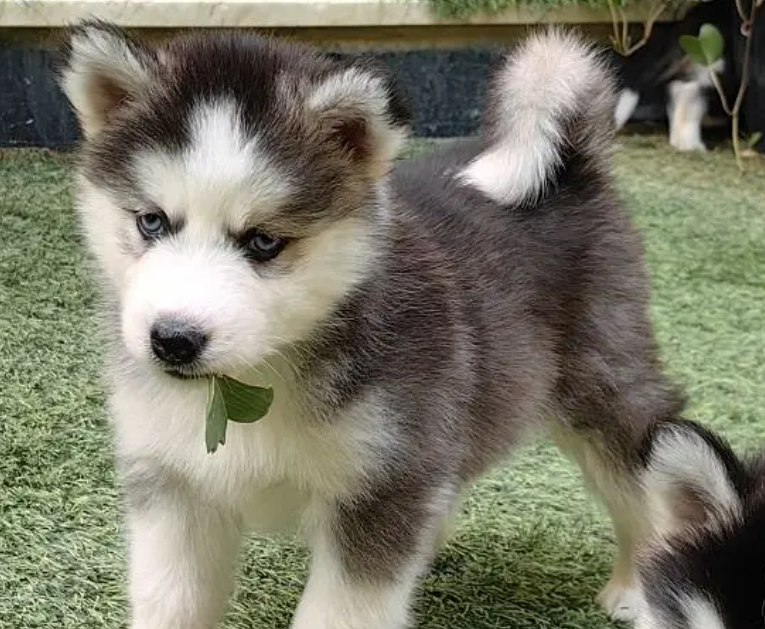 كلاب هاسكي جراوي