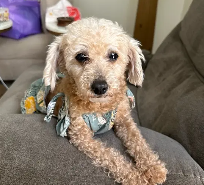 انثى بودل للبيع كلب