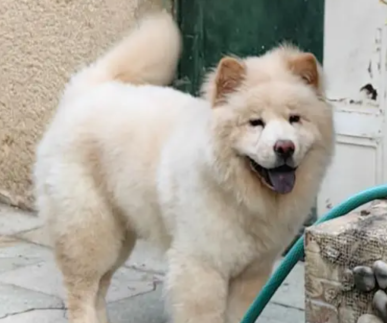 كلب تشاو تشاو