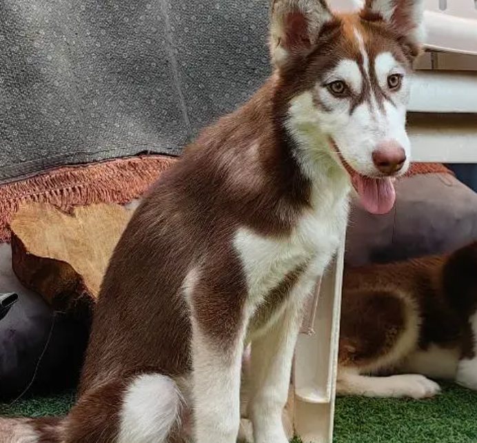 كلاب هاسكي جراوي