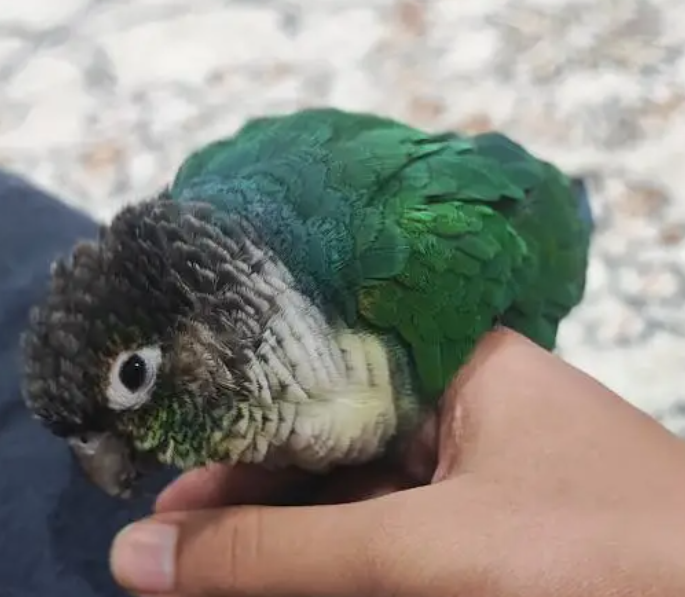 Green Cheek Conure
