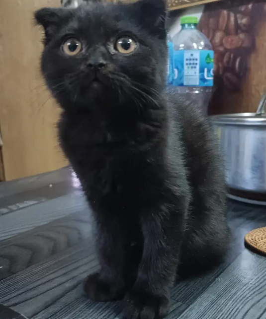 Scottish fold blue