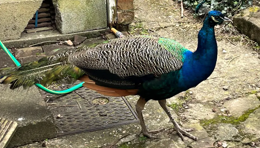 Peacock bird