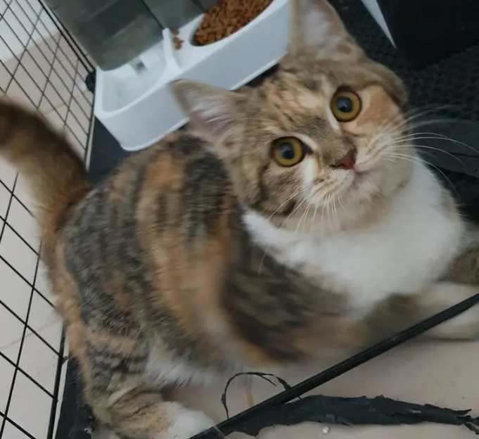 British shorthair Calico
